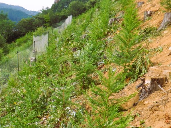 たかが植林　されど植林